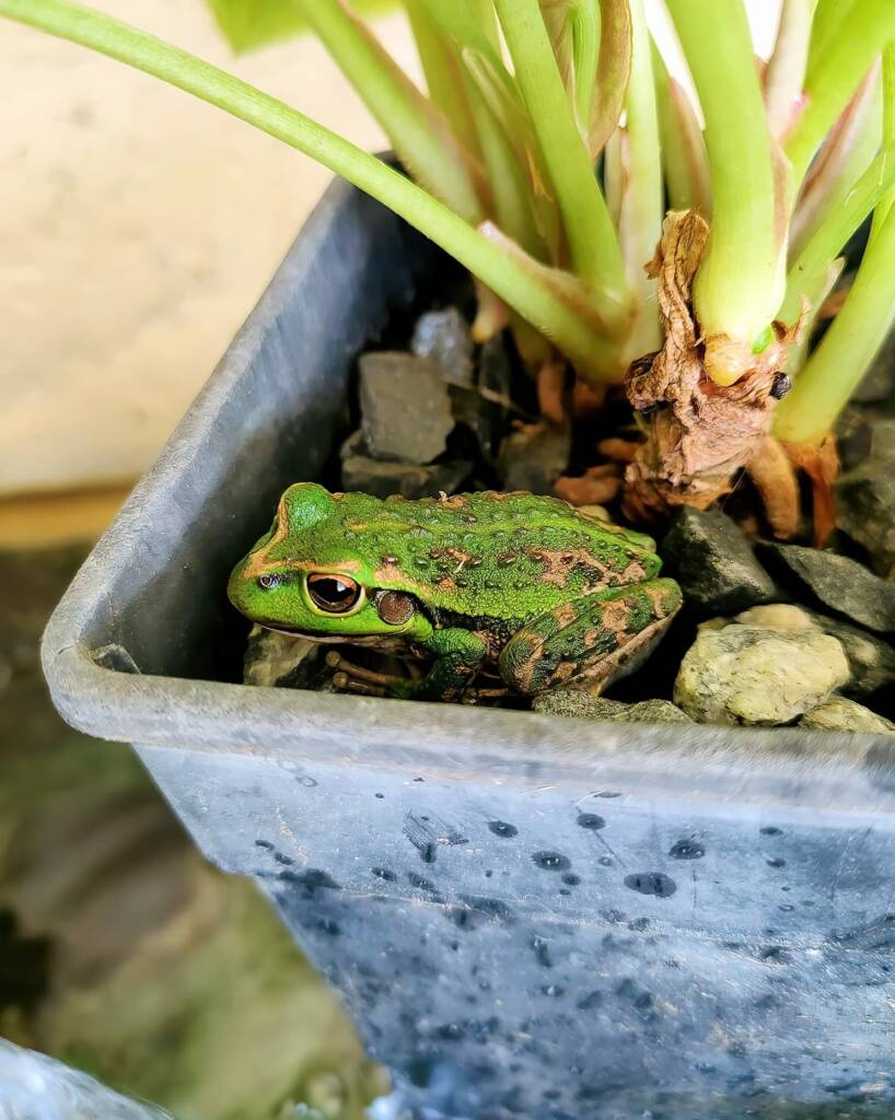 Motorbike Frog (Ranoidea moorei), Pinjarra WA © Candice Cook