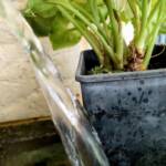 Motorbike Frog (Ranoidea moorei), Pinjarra WA © Candice Cook