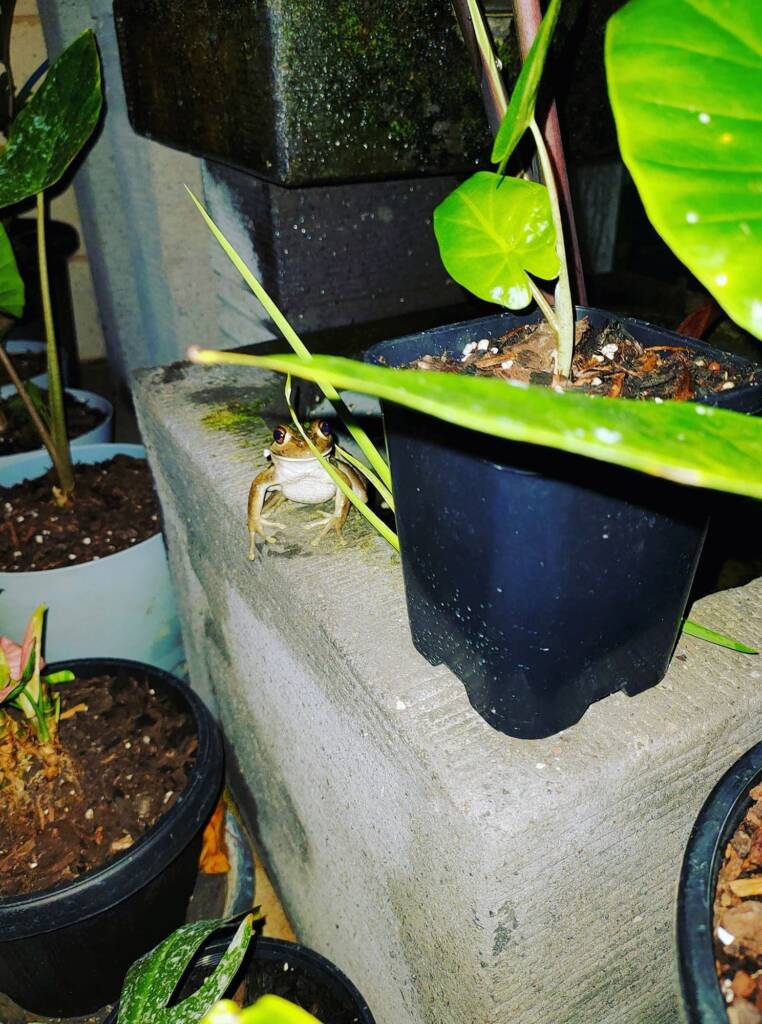 Motorbike Frog (Ranoidea moorei), Pinjarra WA © Candice Cook