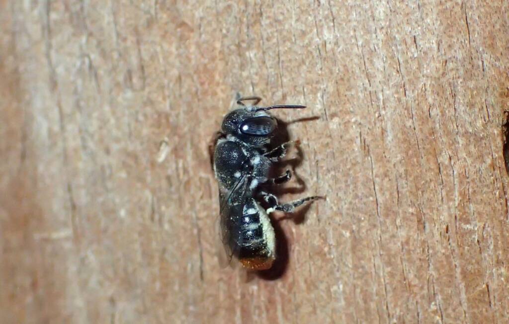 I needed the buzz of a New Bee fix… © Gary Taylor