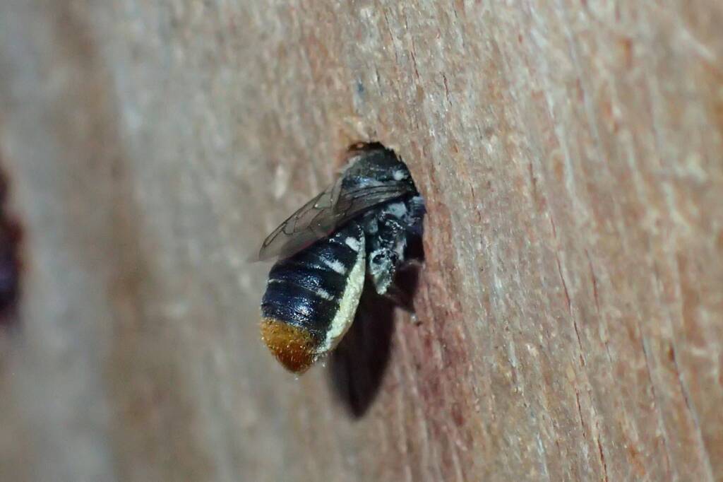I needed the buzz of a New Bee fix… © Gary Taylor