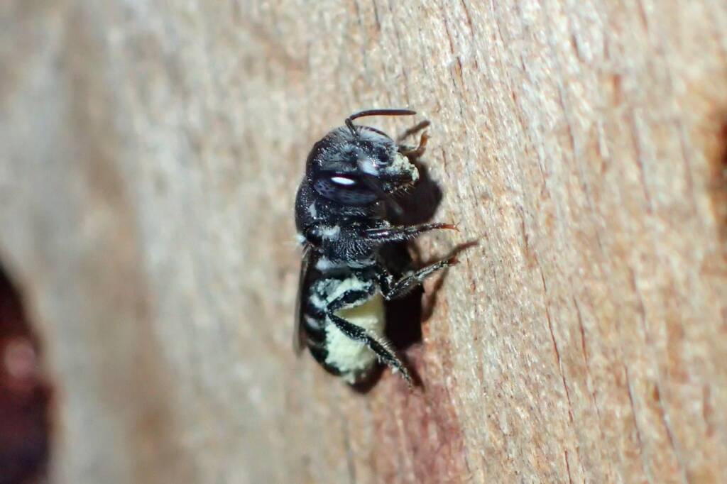 I needed the buzz of a New Bee fix… © Gary Taylor