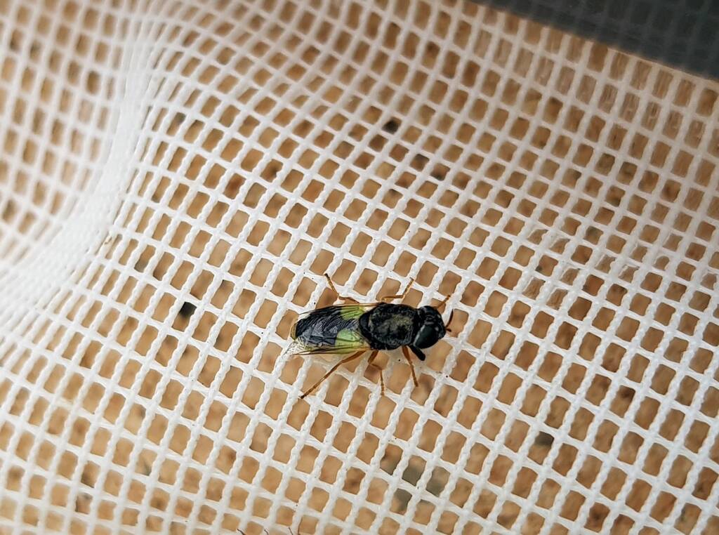 Genus Odontomyia (member of Soldier Flies Family Stratiomyidae), Alice Springs NT
