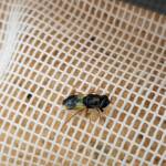 Genus Odontomyia (member of Soldier Flies Family Stratiomyidae), Alice Springs NT
