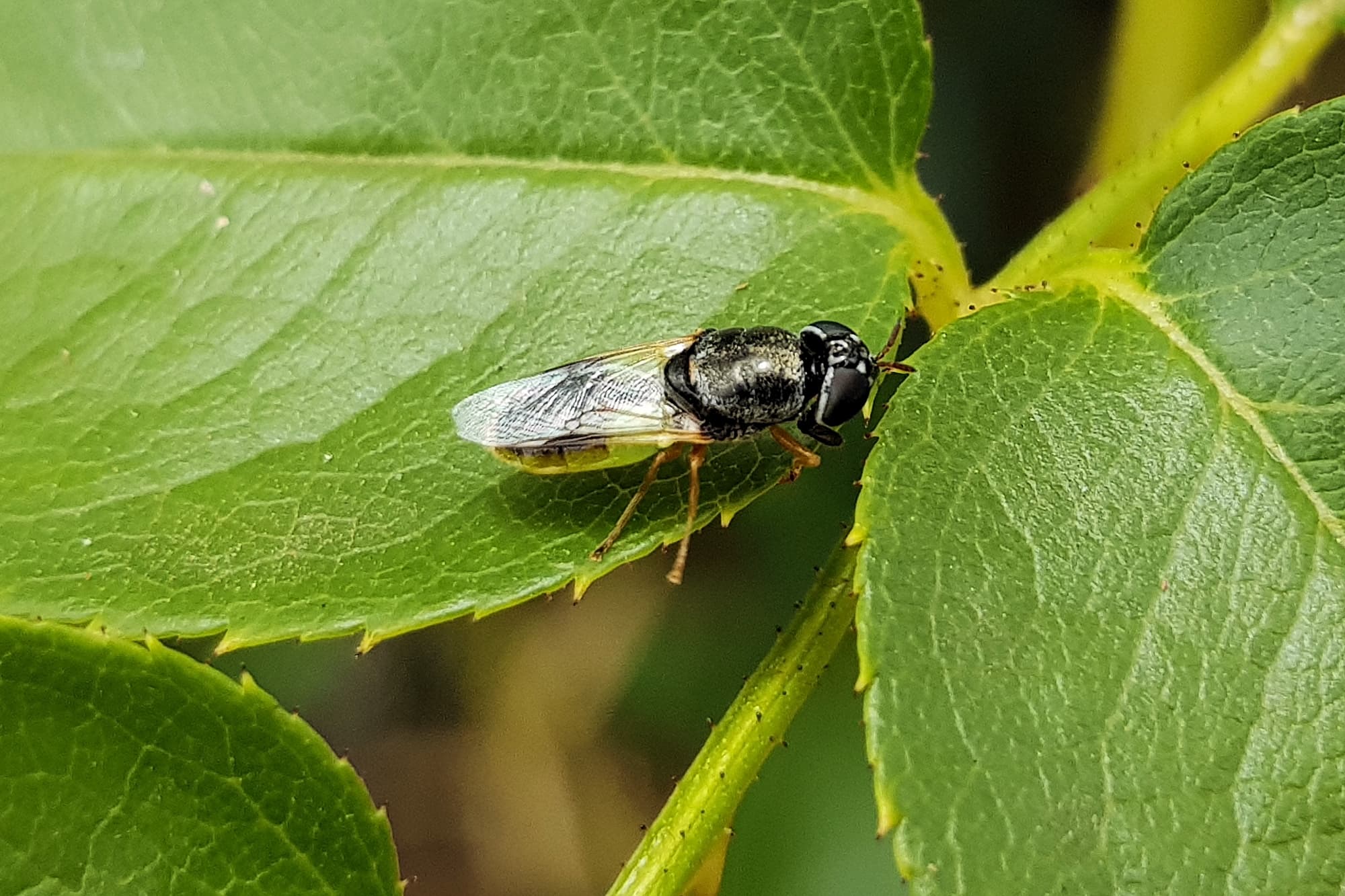 Genus Odontomyia (member of Soldier Flies Family Stratiomyidae), Alice Springs NT