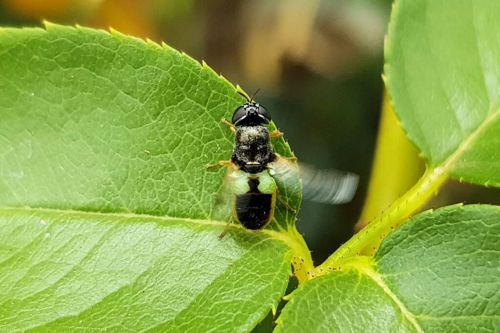 Genus Odontomyia (member of Soldier Flies Family Stratiomyidae), Alice Springs NT