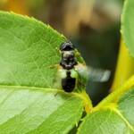 Genus Odontomyia (member of Soldier Flies Family Stratiomyidae), Alice Springs NT
