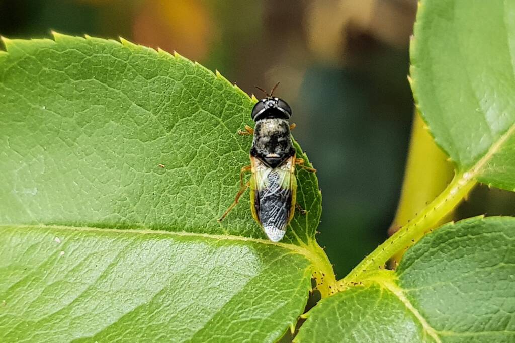 Genus Odontomyia (member of Soldier Flies Family Stratiomyidae), Alice Springs NT