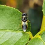 Genus Odontomyia (member of Soldier Flies Family Stratiomyidae), Alice Springs NT