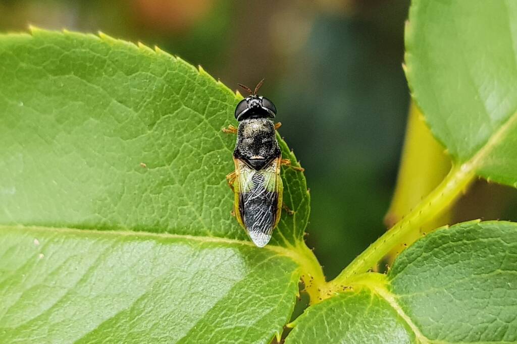 Genus Odontomyia (member of Soldier Flies Family Stratiomyidae), Alice Springs NT