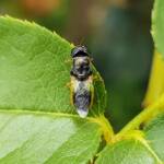 Genus Odontomyia (member of Soldier Flies Family Stratiomyidae), Alice Springs NT