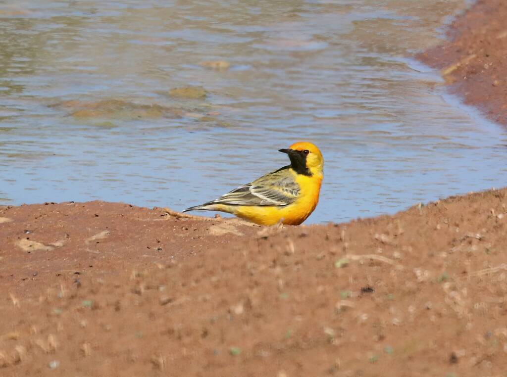 Orange Chat (Epthianura aurifrons), Alice Springs, NT © Dorothy Latimer