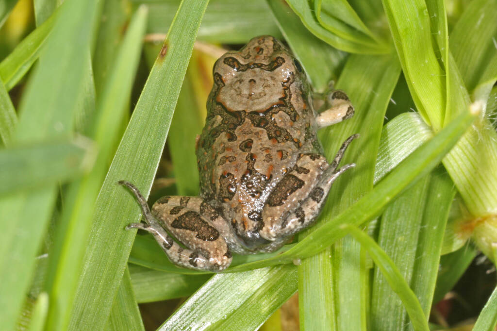 Ornate Burrowing Frog (Platyplectrum ornatum), Southern Downs QLD © Marc Newman