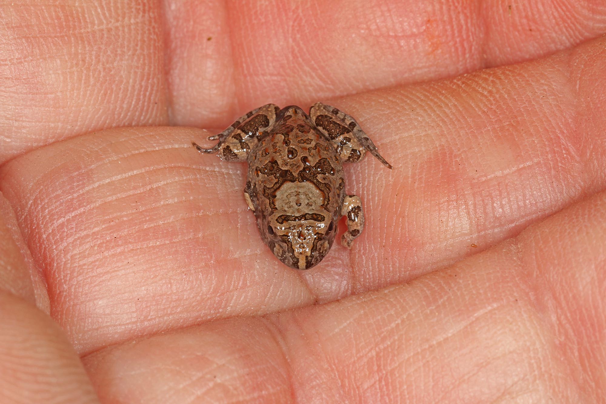 Ornate Burrowing Frog (Platyplectrum ornatum), Southern Downs QLD © Marc Newman