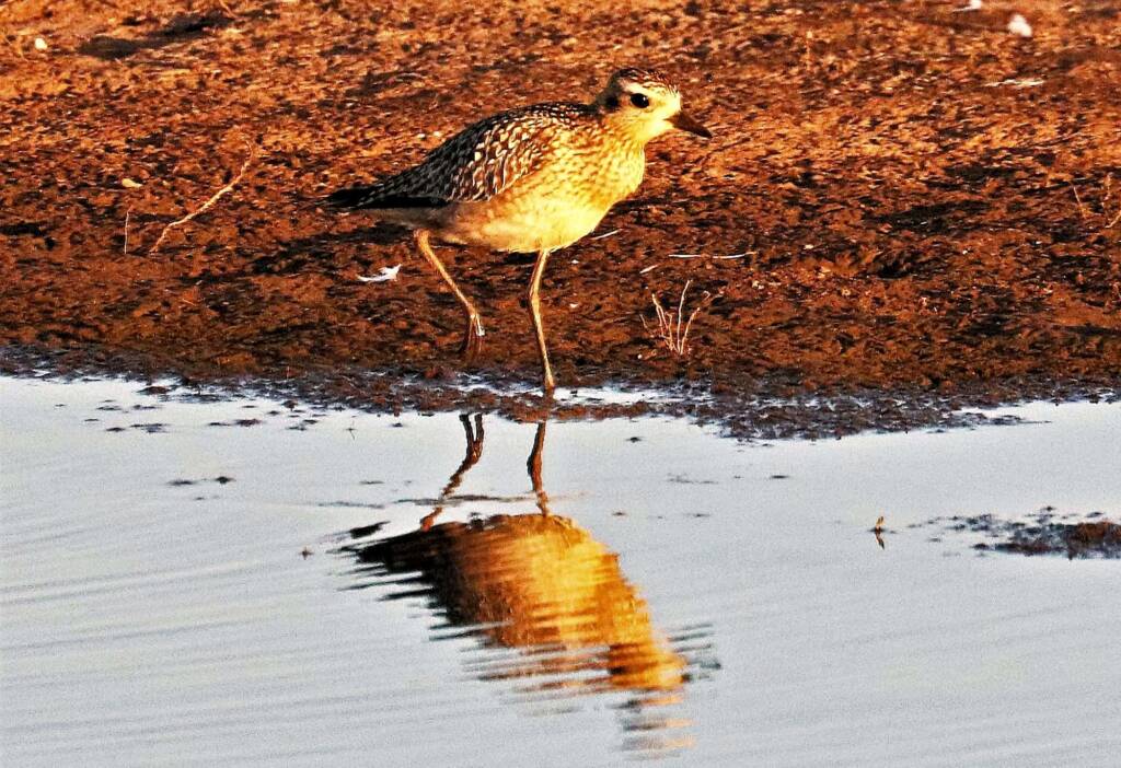 Pacific Golden Plover (Pluvialis fulva), Alice Springs Sewage Ponds, NT © Dorothy Latimer