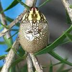 Leaf Beetles (Paropsis sospita), Southwest QLD © Dianne Bickers