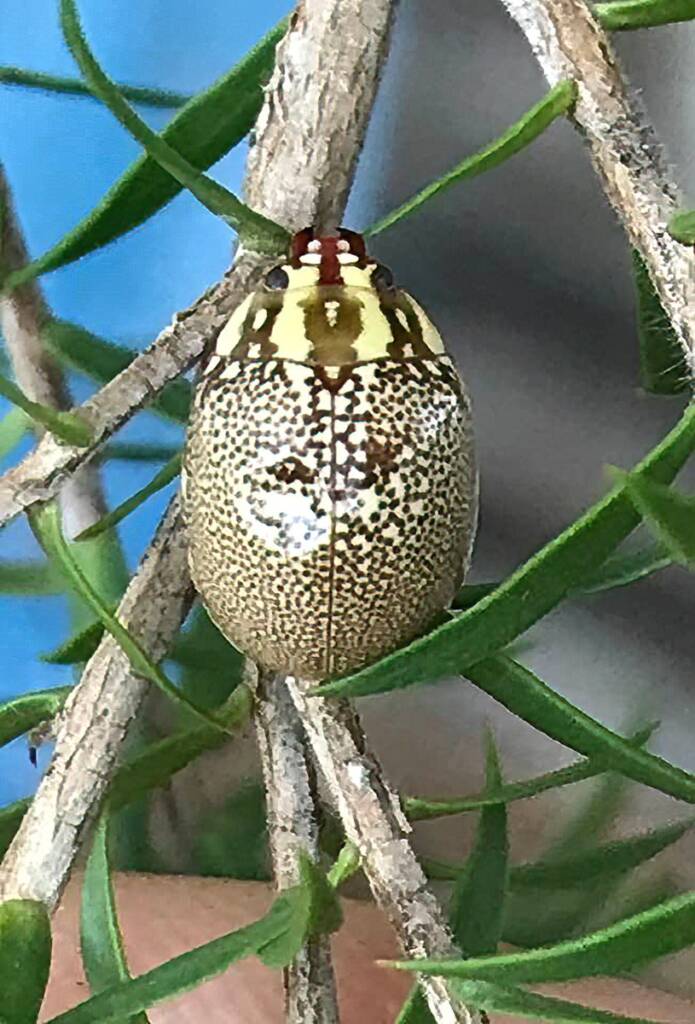Leaf Beetles (Paropsis sospita), Southwest QLD © Dianne Bickers