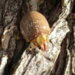 Leaf Beetles (Paropsis sospita), Southwest QLD © Dianne Bickers