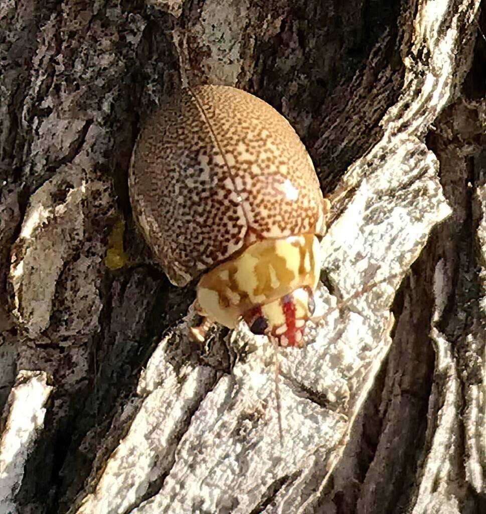 Leaf Beetles (Paropsis sospita), Southwest QLD © Dianne Bickers