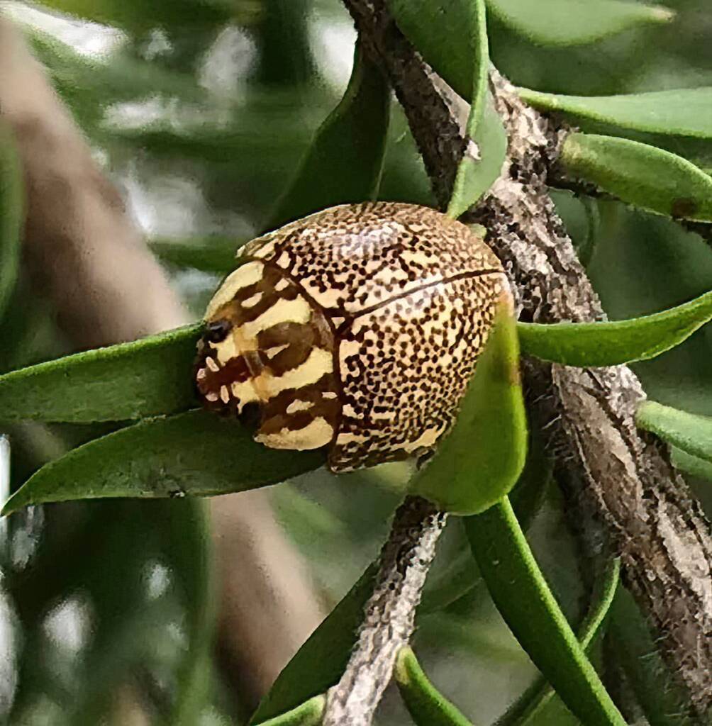 Leaf Beetles (Paropsis sospita), Southwest QLD © Dianne Bickers