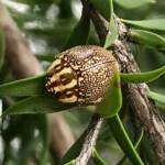 Leaf Beetles (Paropsis sospita), Southwest QLD © Dianne Bickers