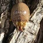 Leaf Beetles (Paropsis sospita), Southwest QLD © Dianne Bickers