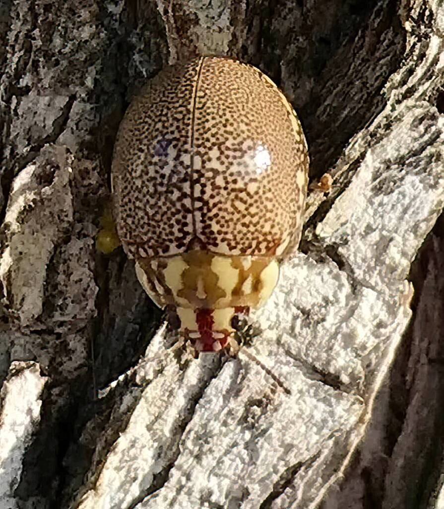 Leaf Beetles (Paropsis sospita), Southwest QLD © Dianne Bickers