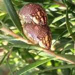 Leaf Beetles (Paropsis sospita), Southwest QLD © Dianne Bickers