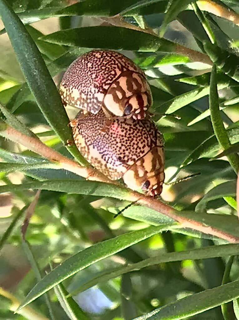 Leaf Beetles (Paropsis sospita), Southwest QLD © Dianne Bickers