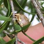 Leaf Beetles (Paropsis sospita), Southwest QLD © Dianne Bickers