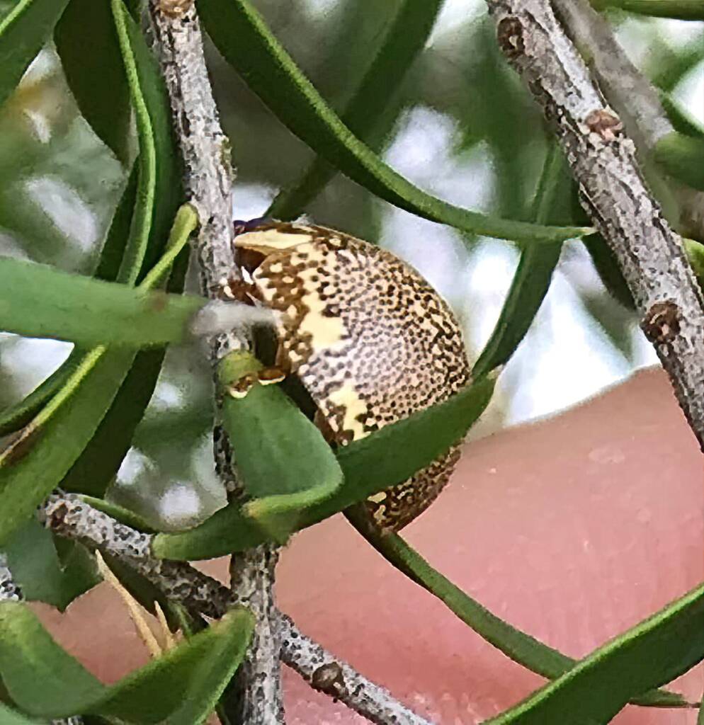 Leaf Beetles (Paropsis sospita), Southwest QLD © Dianne Bickers