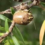 Leaf Beetles (Paropsis sospita), Southwest QLD © Dianne Bickers