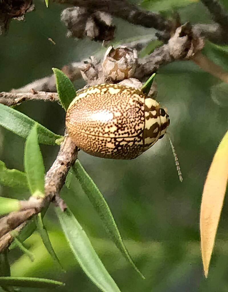 Leaf Beetles (Paropsis sospita), Southwest QLD © Dianne Bickers