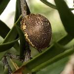 Leaf Beetles (Paropsis sospita), Southwest QLD © Dianne Bickers