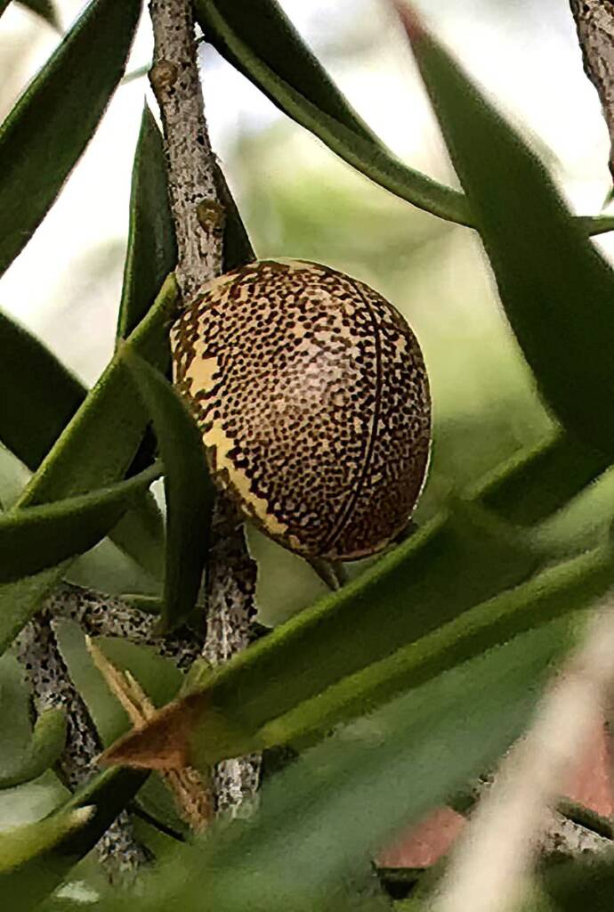 Leaf Beetles (Paropsis sospita), Southwest QLD © Dianne Bickers