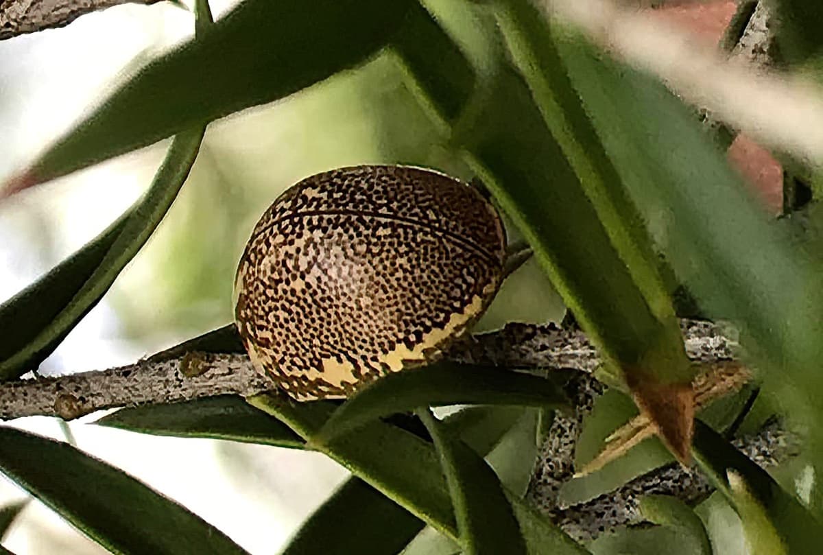 Leaf Beetles (Paropsis sospita), Southwest QLD © Dianne Bickers