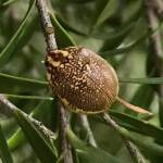 Leaf Beetles (Paropsis sospita), Southwest QLD © Dianne Bickers