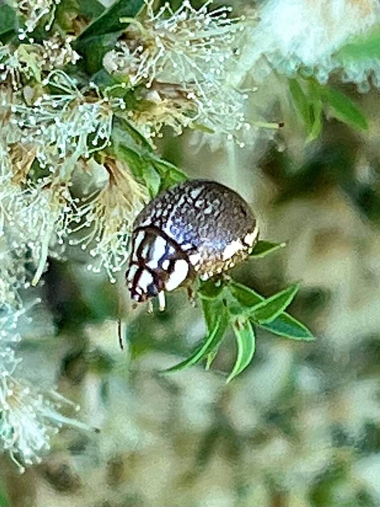Leaf Beetles (Paropsis sospita), Southwest QLD © Dianne Bickers