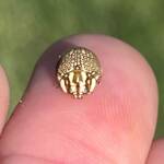 Leaf Beetles (Paropsis sospita), Southwest QLD © Dianne Bickers