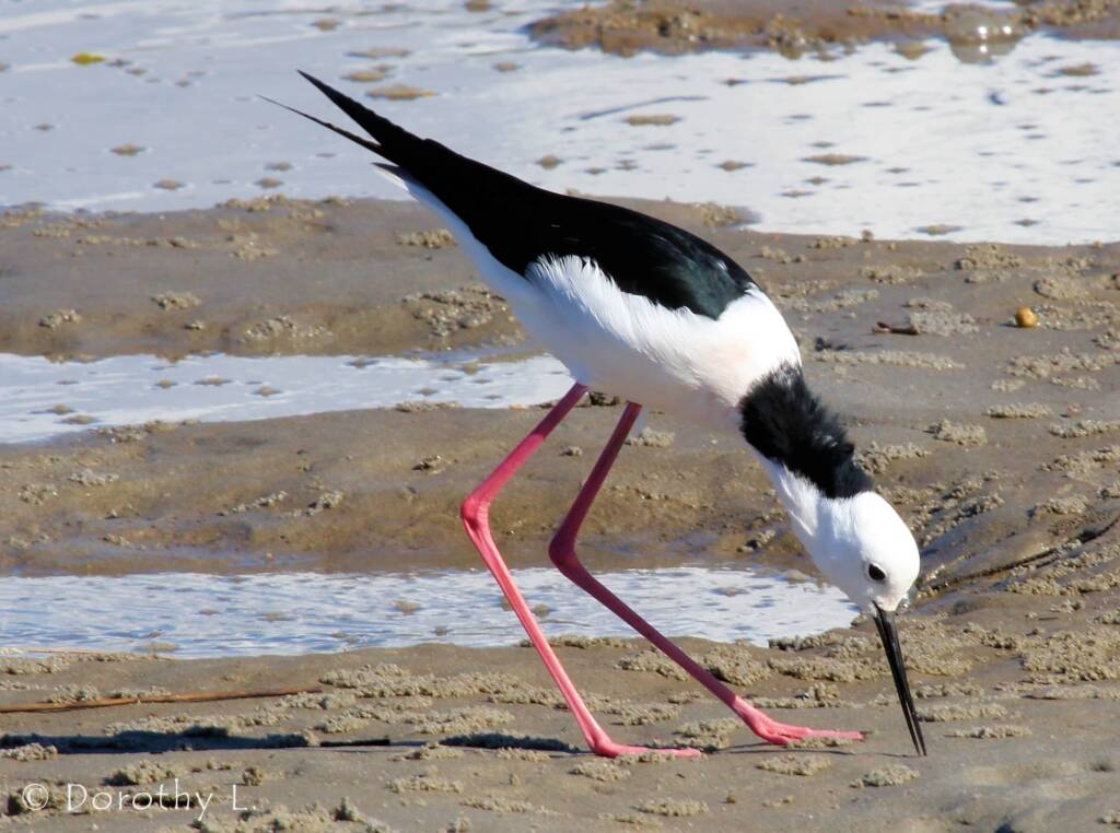 Pied Stilt (Himantopus leucocephalus), Alice Springs Sewage Ponds, NT © Dorothy Latimer