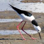 Pied Stilt (Himantopus leucocephalus), Alice Springs Sewage Ponds, NT © Dorothy Latimer