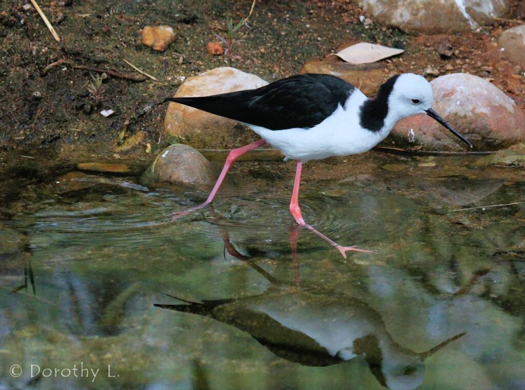 Pied Stilt (Himantopus leucocephalus), Alice Springs Sewage Ponds, NT © Dorothy Latimer