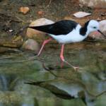 Pied Stilt (Himantopus leucocephalus), Alice Springs Sewage Ponds, NT © Dorothy Latimer