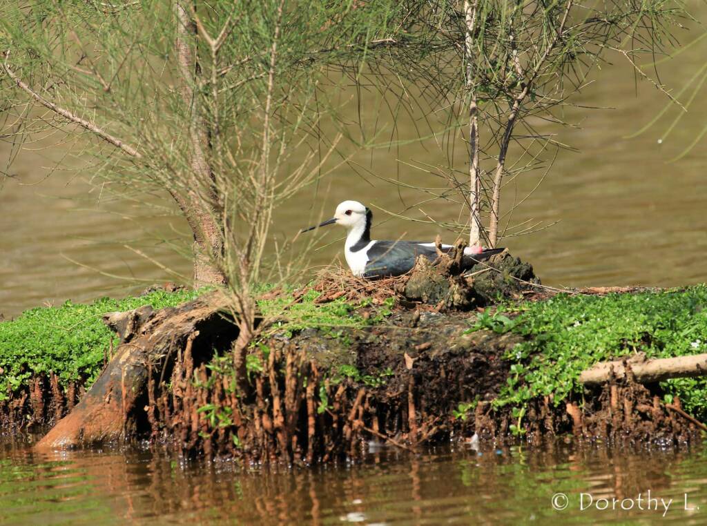 PIed Stilt (Himantopus leucocephalus), Schuster Park, QLD © Dorothy Latimer