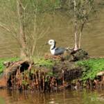 PIed Stilt (Himantopus leucocephalus), Schuster Park, QLD © Dorothy Latimer