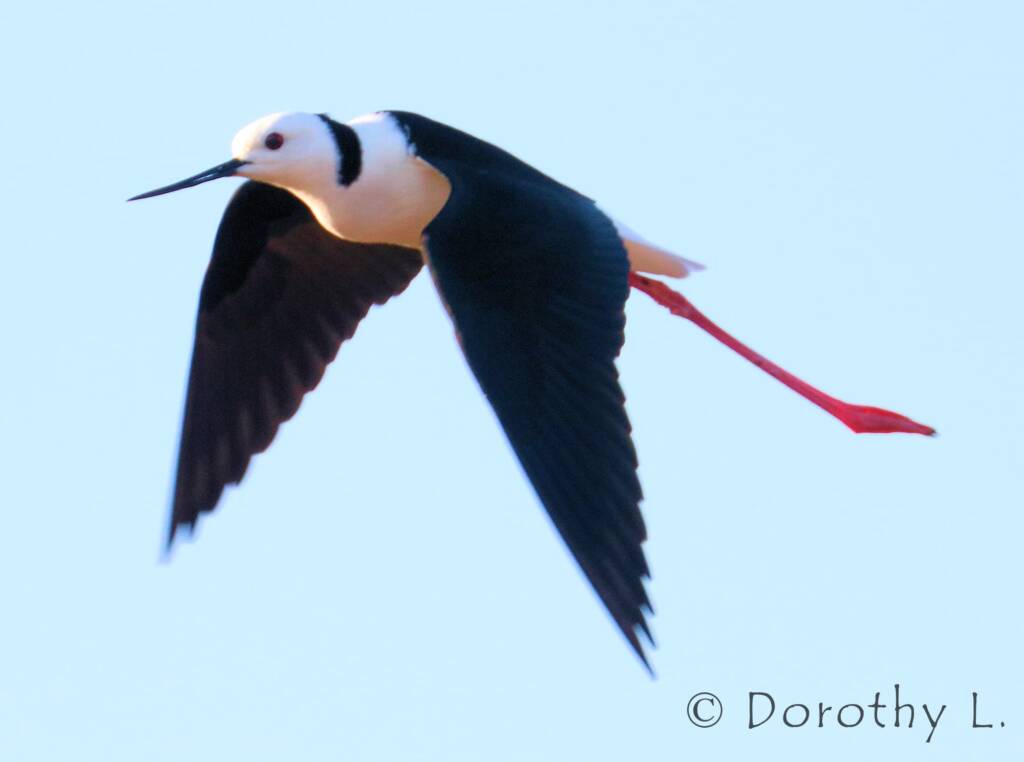 Pied Stilt (Himantopus leucocephalus) © Dorothy Latimer