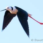 Pied Stilt (Himantopus leucocephalus) © Dorothy Latimer