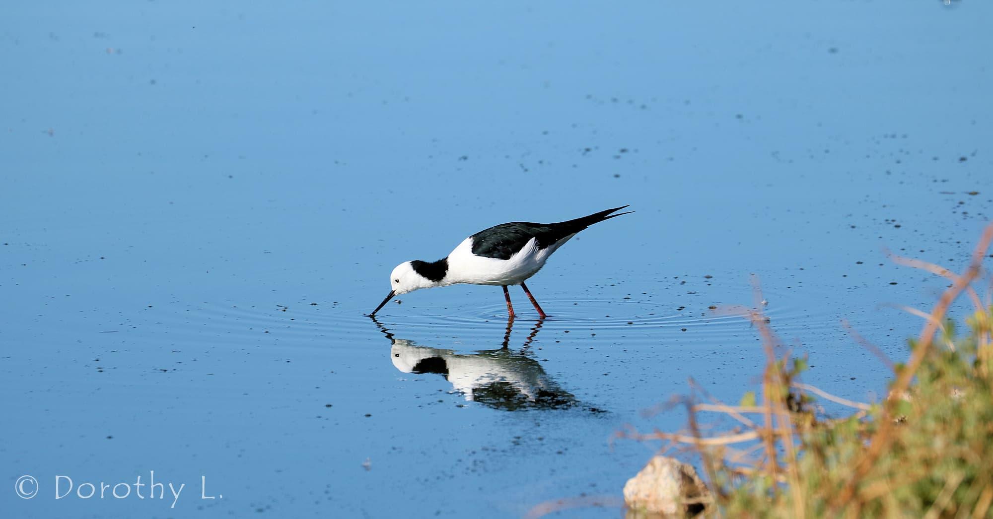 Pied Stilt (Himantopus leucocephalus) © Dorothy Latimer