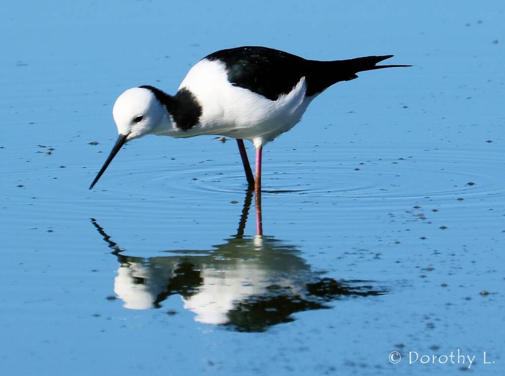 Pied Stilt (Himantopus leucocephalus), Alice Springs Sewage Ponds, NT © Dorothy Latimer