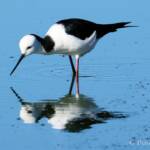 Pied Stilt (Himantopus leucocephalus), Alice Springs Sewage Ponds, NT © Dorothy Latimer